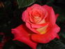 With Thanks rose photo