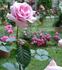 Abbaye de Valsaintes ® rose photo