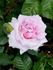 Abbaye de Valsaintes ® rose photo
