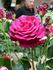Empreinte rose photo
