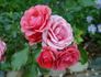 Bill Slim rose photo