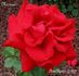 Marlena rose photo