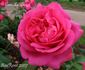 A Caen la Paix ® rose photo