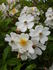 Gentiliana rose photo
