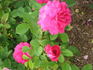 Athalin rose photo