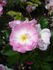 Ausonius rose photo