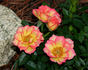 No Worries rose photo