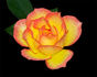 No Worries rose photo
