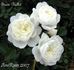 Snow Ballet ® rose photo