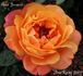 Aimé Jacquet rose photo