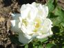 Andenken an Johannes Gehlhaar rose photo