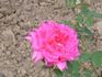 Robert Betten rose photo