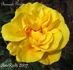 Bernard Pivot rose photo