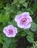 Blue Light rose photo