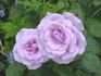 Blue Light rose photo