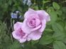 Blue Light rose photo