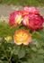 Firlefanz rose photo