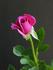 Mary Louise rose photo