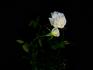 Memphis Queen rose photo