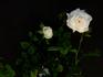 Memphis Queen rose photo