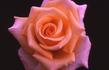 Dreamland rose photo