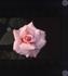 Pink Licorice rose photo