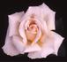 Hopeful rose photo