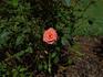 Classic Orange rose photo