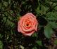 Classic Orange rose photo