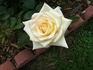 Astor Perry rose photo