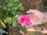Nightingale rose photo