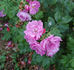 Dwarf Pavement rose photo