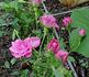 Live Wire ™ rose photo