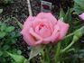Spice Drop ™ rose photo