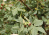 Pirosa rose photo