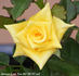 Always Love You rose photo