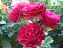 Empreinte rose photo