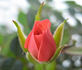 Spice Drop ™ rose photo