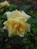 Wartburg 77 rose photo