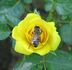 Texas rose photo