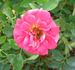 Old Glory ™ rose photo