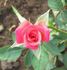 Ruby Baby rose photo