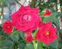Sealed With A Loving Kiss rose photo