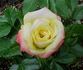 Chasing Rainbows rose photo