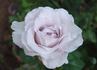 Pink Crystal rose photo