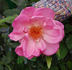Sénateur Amic rose photo