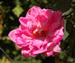 Sénateur Amic rose photo