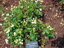 Green Diamond rose photo