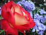 Acadia rose photo