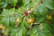 Rosa Zwerg rose photo